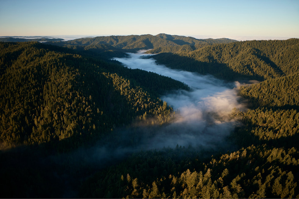 An aerial view of the redwoods in the Gualala River Forest.